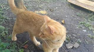 Кошка знакомит котят с собакой