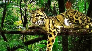 Sepahijala Wildlife Sanctuary, Tripura | Amazing Jungle Safari