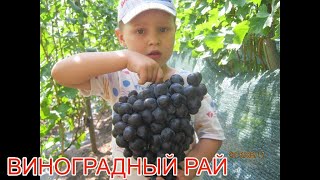 Средние и среднепоздние сорта винограда 2019г.  ЧАСТЬ 5