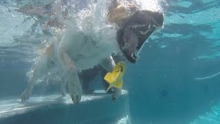Dogs Underwater Pool Driving GoPro