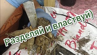 Как и зачем делить клубни георгин ???