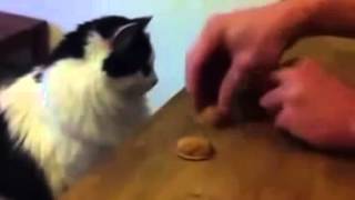 Приколы !!! Умнейшая кошка