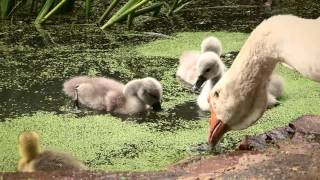 Утиное счастье в Фельдман Экопарк / Duck happiness in Feldman Ecopark