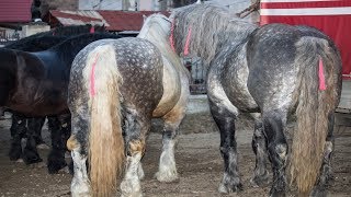 Cai de tractiune 2019 Caii lui domnul Fanel de la Dornesti