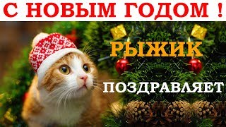 Поёт рыжий кот. Новогодняя песня - В лесу родилась елочка. Видео клип кавер ремикс / Singing cat 1