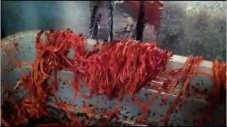 Worms: Thousands Escaping Compost Bin