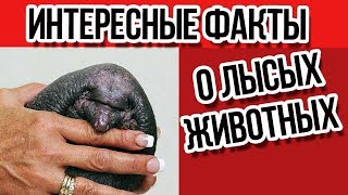 Интересные факты о лысых животных / Интересные факты о животных
