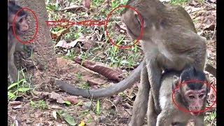 Father and mother monkeys mating - Teenage monkeys mating - Teenage monkey fighting with baby monkey