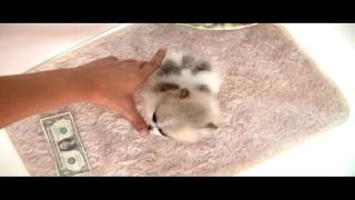 Teacup pomeranian for sale