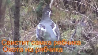 рябчик поет как свистит самка рябчика охота на рябчика Песня рябчика Писк Рябчика Охота Тайга Лес
