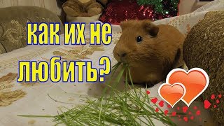 Морские свинки/ С ними всегда весело
