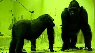 The love of gorillas　ゴリラの愛　R18指定　モモタロウとゲンキの愛の営み　京都市動物園