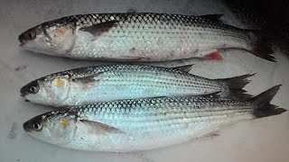 Ловля пеленгаса кефали с берега на море, снасти, наживка.