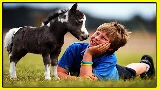 ФАЛАБЕЛЛА-САМАЯ МАЛЕНЬКАЯ ПОРОДА ЛОШАДИ В МИРЕ!