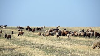 Овцы в фермерском хозяйстве Пашковых. Экспедиция по гусеводческим хозяйствам №2.
