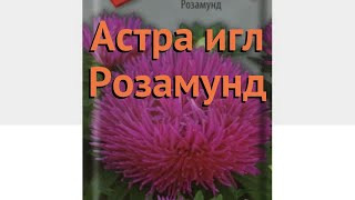 Астра обыкновенный Розамунд (rozamund) ? астра Розамунд обзор: как сажать семена астры Розамунд
