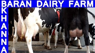 Visit to Baran Dairy Farm Khanna Punjab I HF cow for sale