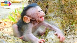 WOW! Valentin cry much coz see mom go far | Newborn cry too loud call mom back | Monkey Daily 2625