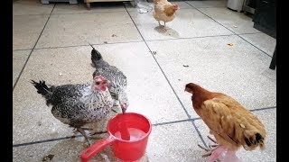 Slaughter education video by anaya...