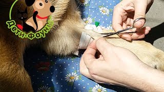 Как снять катетер у собаки?