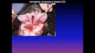 органы размножения самок