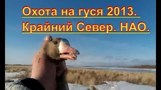 Охота на гуся 2013. Крайний Север. НАО