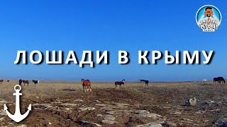 ЛОШАДИ В КРЫМУ. СТЕПНОЙ КРЫМ. ЗАПАДНОЕ ПОБЕРЕЖЬЕ