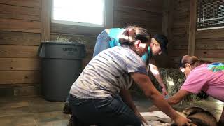 Dr. Wade castration procedure on a 11 month old goat