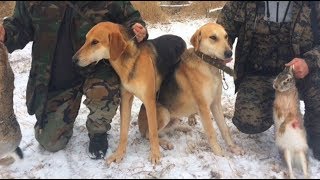 Охота с русскими гончими.