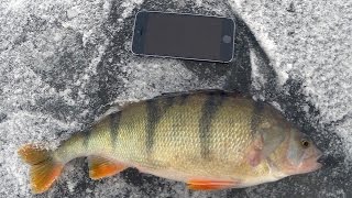 Окунь в марте, зимняя рыбалка | Kalastus, ahven 800gr | Winter fishing, Pearch 800 gr.