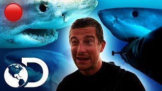 ?Episodios completos sobre tiburones (sin interrupciones) | Shark Week | Discovery Latinoamérica