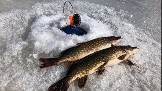 Рыбалка на Ладоге | Ловля щуки на жерлицы