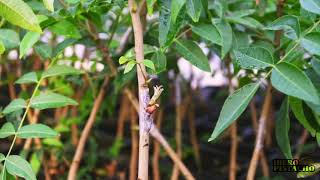 Planta injertada de pistacho - Iberopistacho | AgroAnuncios.es