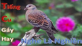 tiếng chim cu gáy hay nghe là nghiền