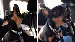 Dog Sings Along To Pop Anthem