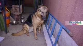 Perro se hace el tonto
