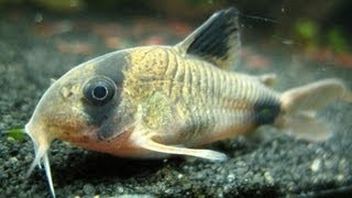 Panda Corydora Breeding - T-Position