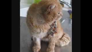 Перелом плечевой кости у кошки