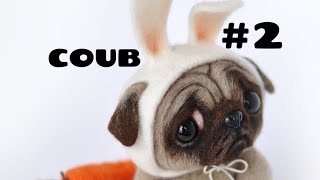 COUB - Мопсы | приколы | милота|