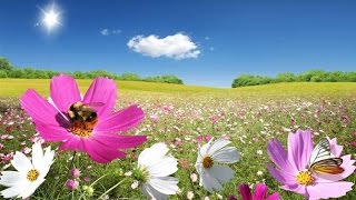 Музыка солнечного лета. Music sunny summer.  音乐阳光明媚的夏日。音楽晴れた夏。