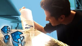 Die ersten bunten Fische im XXL Aquarium! ?