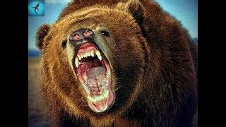 МЕДВЕДИ - убийцы. Камчатка