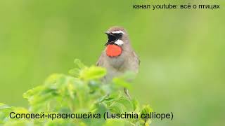 Виды Соловьёв Алтайского края /birds of Altai/the SINGING of LESNICHII Soloviev /ПЕНИЕ ПТИЦ/