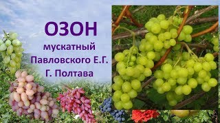 Виноград 2019  Виноград Озон  Отзыв о винограде