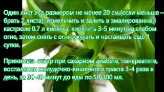 Настойка золотой ус инструкция и рецепты по применению и лечению