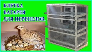Как сделать клетку для перепелов , 3 яруса на 120 голов