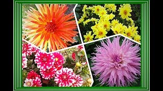 МОИ ГЕОРГИНЫ  ⫷◆⫸  My dahlias