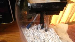 Mini Bow 1 Gal. Fish Tank with Custom Under gravel Filter
