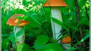 Шляпочные грибы. Биология 5 класс.