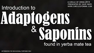 Adaptogenic Herbs and Saponins in Yerba Mate Tea Explained